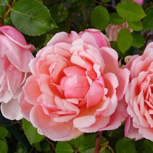 Онлайн магазин за рози - Розов - Стари рози-Kарнавални и тромпетни рози - дискретен аромат - Pоза Албертин - Брент С.Дикерсън - Устойчива на слаба почва и недостиг на хранителни вещества.